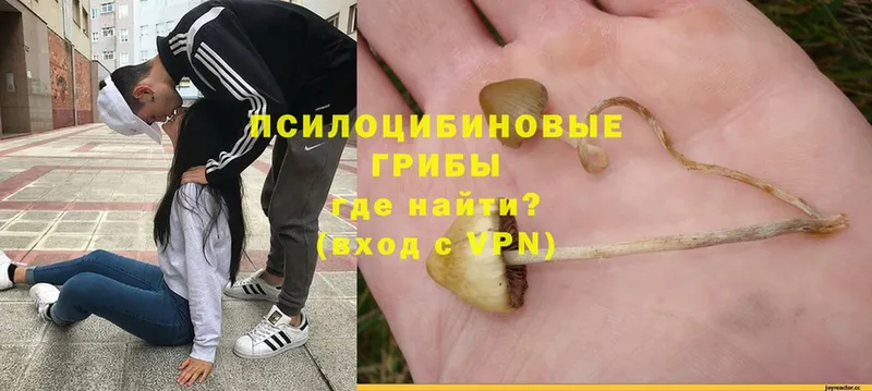 Галлюциногенные грибы Psilocybe  hydra ONION  Вичуга  купить наркотики сайты 